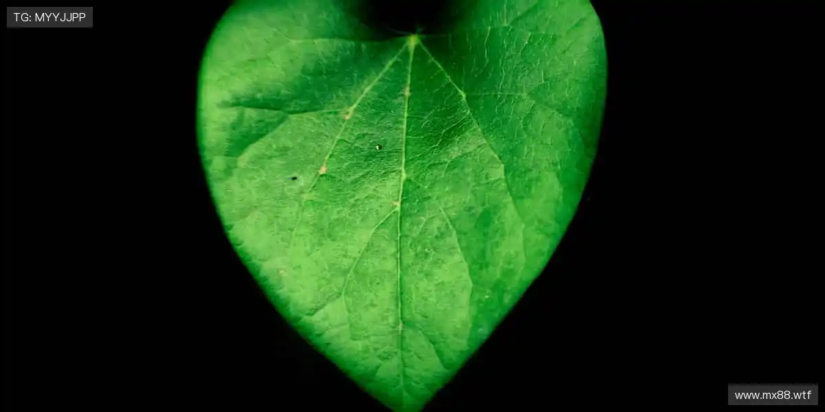 精彩纷呈，视觉盛宴！🎥✨